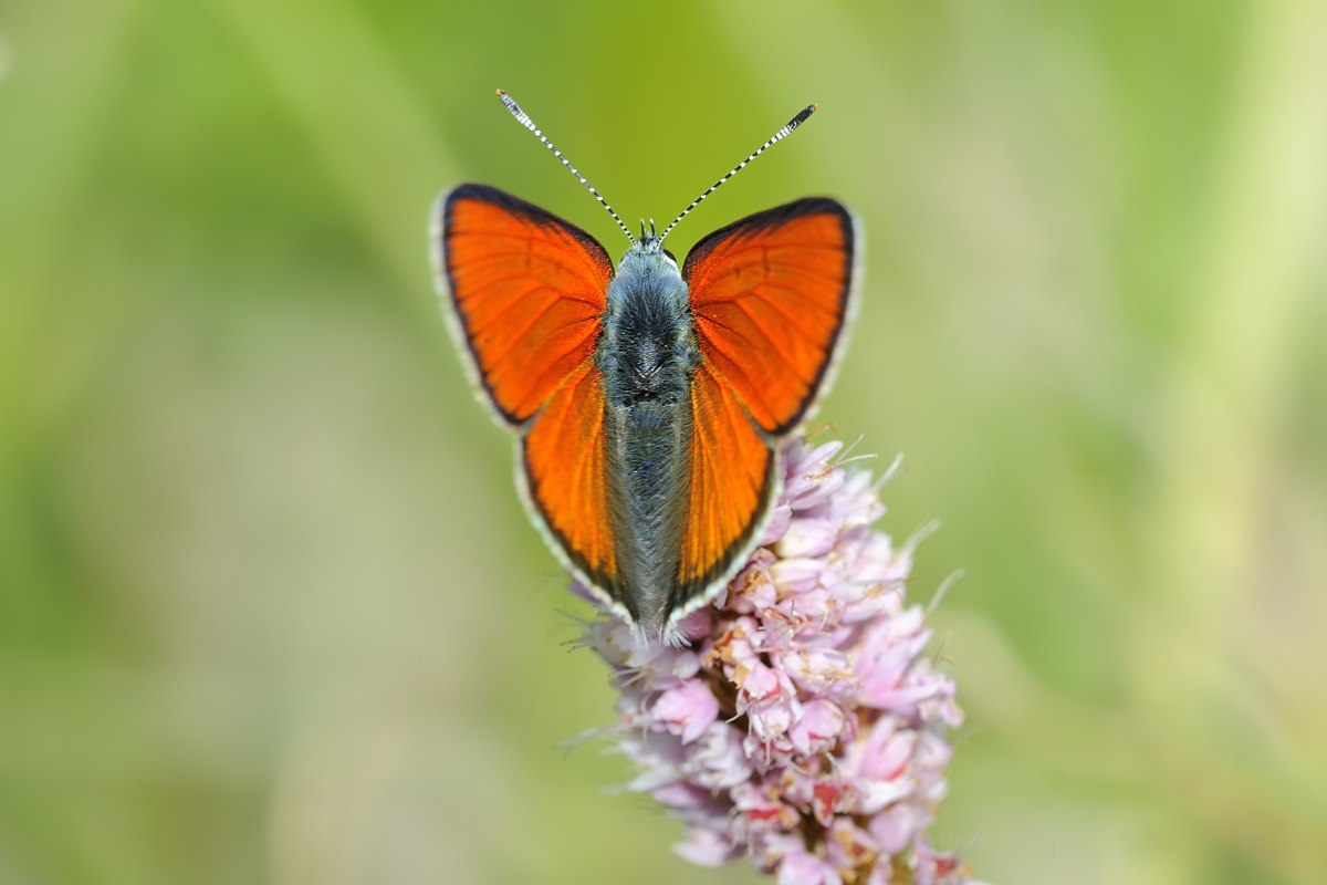 Farfalla montana